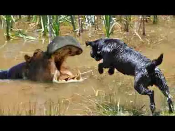 Video: 10 Most Hyper Dog Breeds